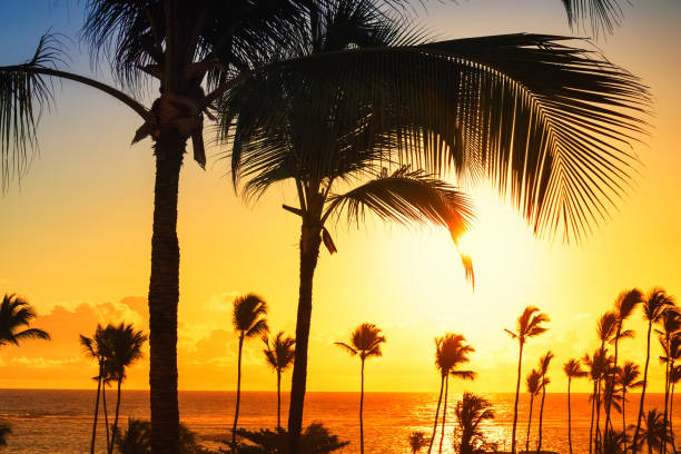 istock Coconut palm trees against colorful sunset 932717534