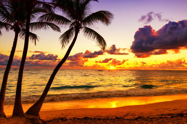 istock Coconut palm trees against colorful sunset 932717724