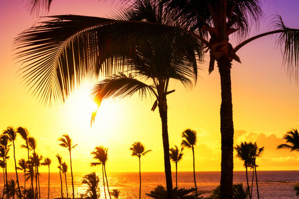 istock Coconut palm trees against colorful sunset 932717958