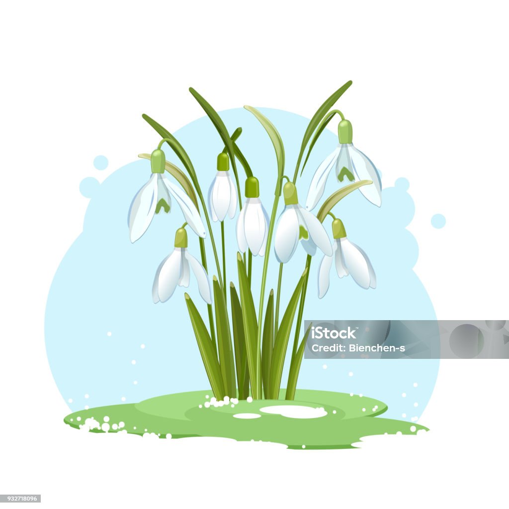 Snowdrop flowers on a blue background Galanthus snowdrop flowers on a blue background. Spring white flowers. Vector illustration Snow stock vector