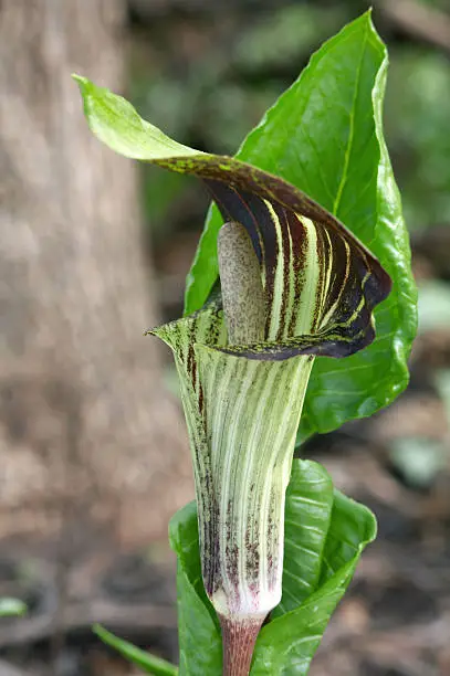 Photo of Jack In The Pulpit