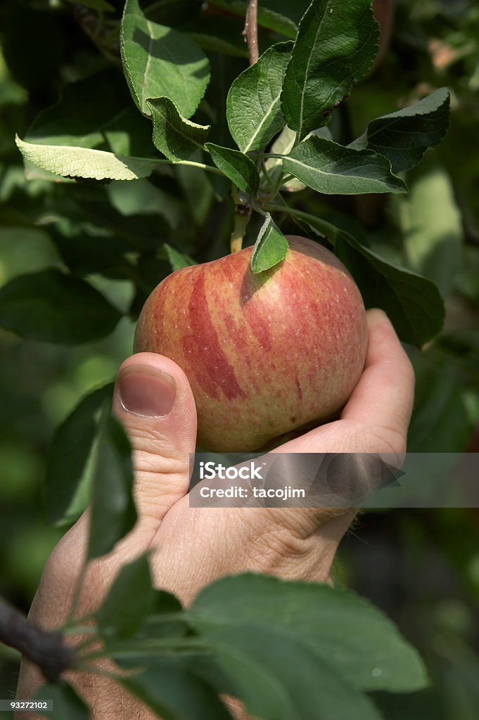 Raccogliere le mele - Foto stock royalty-free di Basso - Posizione descrittiva