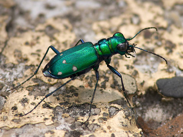 emerald tiger beetle - 班蝥 圖片 個照片及圖片檔