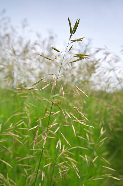 иллинойс prairie трава - grass tall timothy grass field стоковые фото и изображения