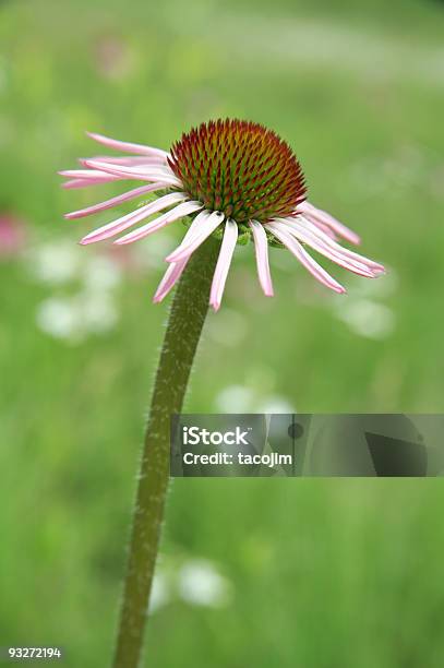 Echinacea Purpurea Foto de stock y más banco de imágenes de Campo - Tierra cultivada - Campo - Tierra cultivada, Illinois, Aire libre