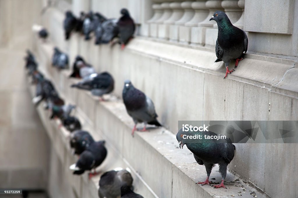 Ces Pigeons ville - Photo de Animaux nuisibles libre de droits