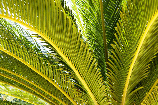 istock Leaves and branches of a green tropical palm tree 932722976
