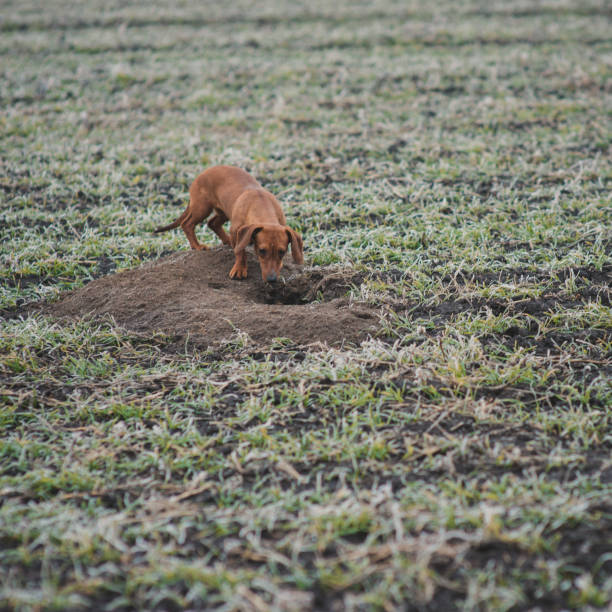 istock Dog breed dachshund while hunting outdoors in winter morning 932723268
