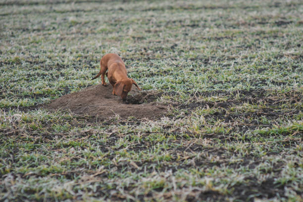 istock Dog breed dachshund while hunting outdoors in winter morning 932723270