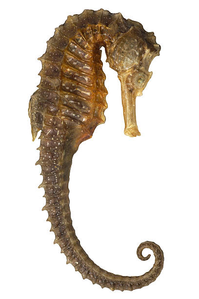 Iso Seahorse Isolated Seahorse (or Sea Dragon) seadragons photos stock pictures, royalty-free photos & images
