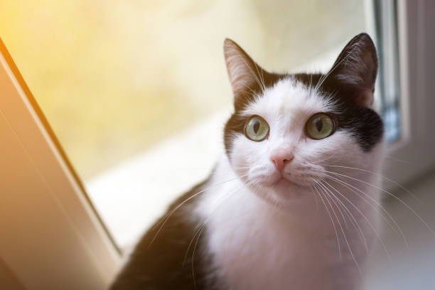 istock black and white cat on the window 932724382