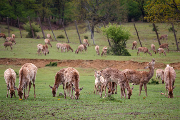 istock Deer without horns graze on a meadow. Animals 932724838