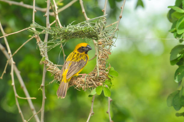 istock Asian Golden Weaver (Ploceus hypoxanthus) making his home 932726112