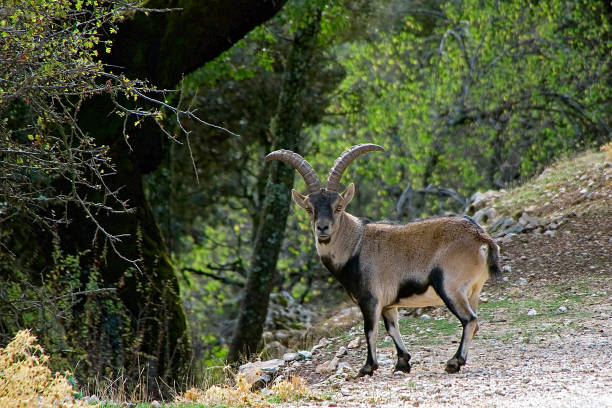 pyrenaica hypanical goat male, in the sierras de cazorla, segura and las villas. - switzerland forest storm summer imagens e fotografias de stock