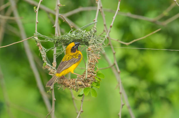 istock Asian Golden Weaver (Ploceus hypoxanthus) making his home 932726256