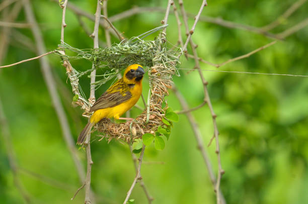 istock Asian Golden Weaver (Ploceus hypoxanthus) making his home 932726258