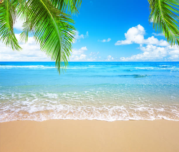 istock Coconut palm trees and blue sky and sea 932726560
