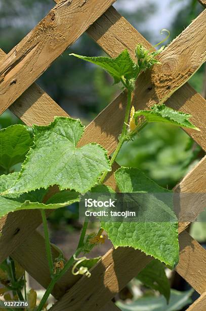 Foto de Backyard Pepinos e mais fotos de stock de Cerca - Cerca, Crescimento, Cultivado