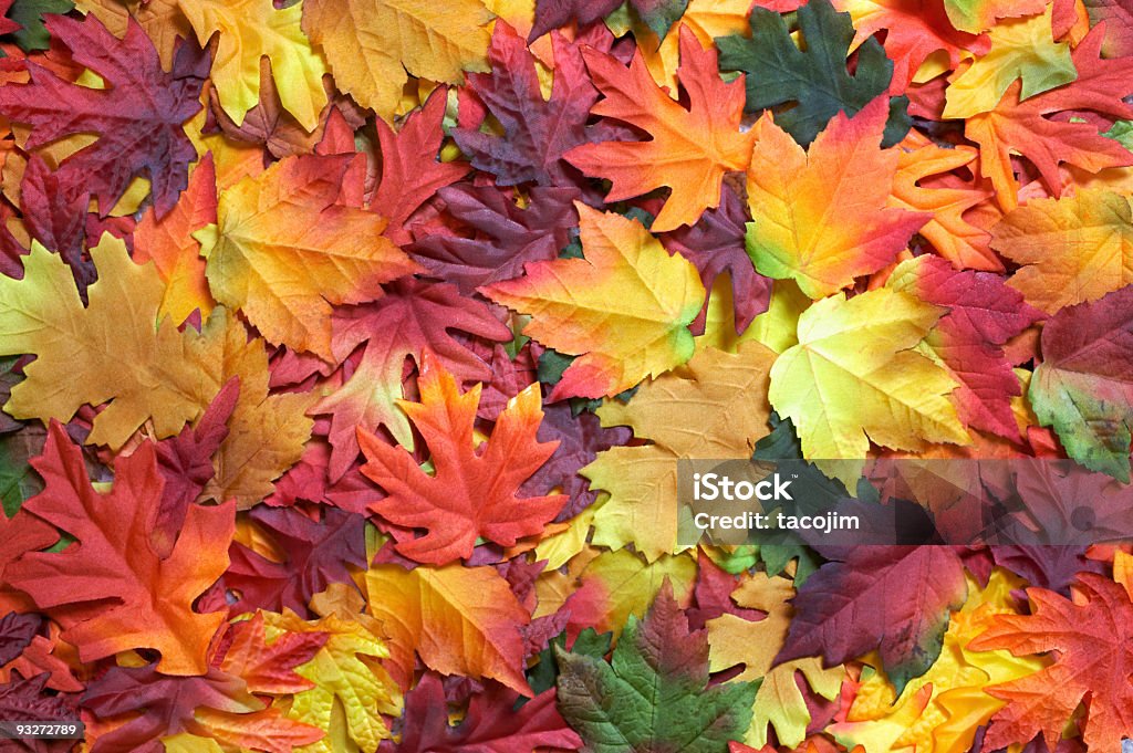 秋の落ち葉 - まぶしいのロイヤリティフリーストックフォト