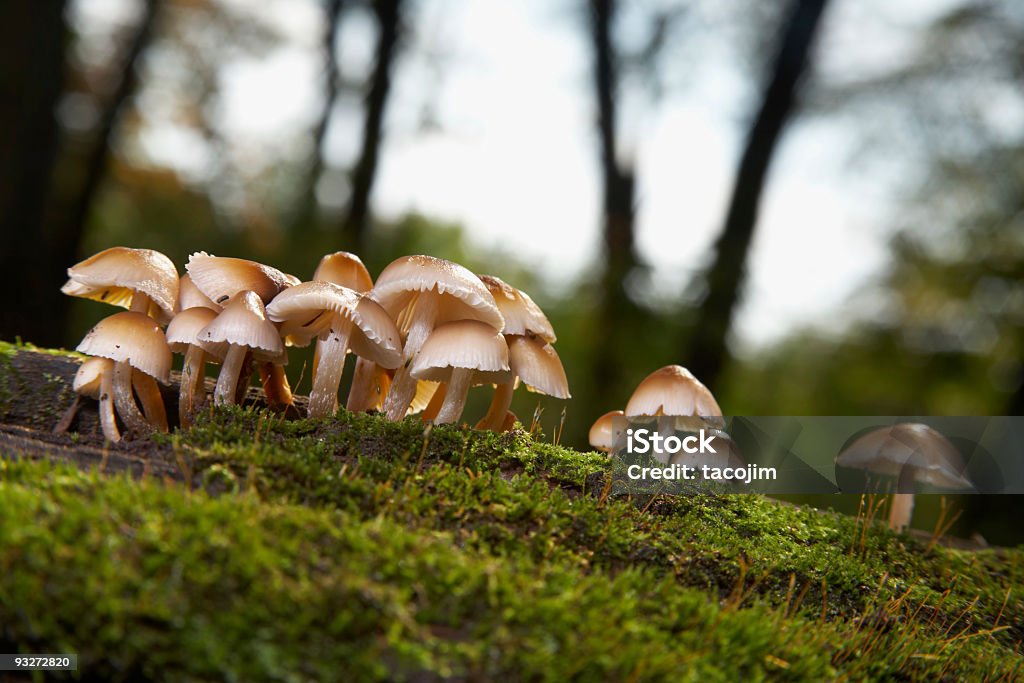 Champignons sur un journal de mousseux - Photo de Bois coupé libre de droits