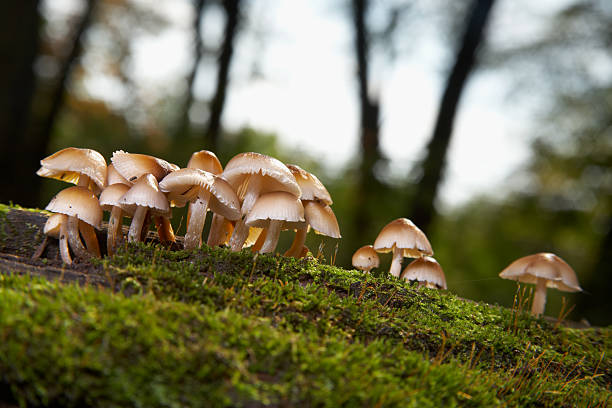 funghi su un registro di mossy - fungus moss log magic mushroom foto e immagini stock