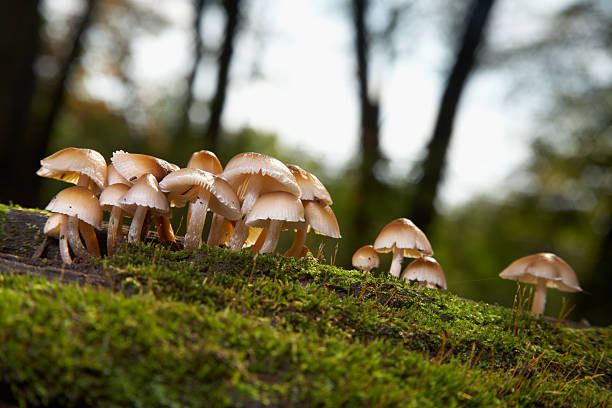 cogumelos num registo eram - edible mushroom mushroom fungus colony imagens e fotografias de stock