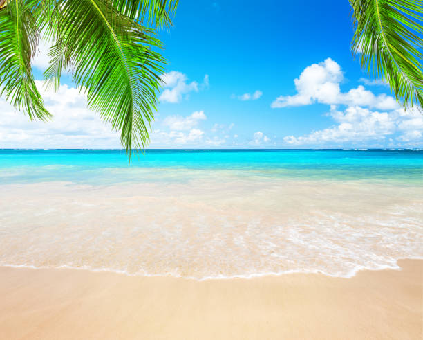 coconut palm trees and blue sky and sea - horizon over water white green blue imagens e fotografias de stock