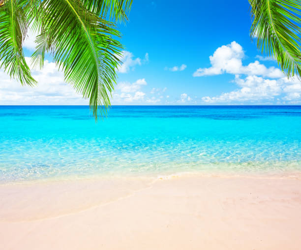 istock Coconut palm trees and blue sky and sea 932728852