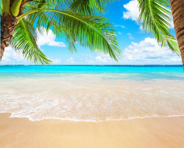 istock Coconut palm trees and blue sky and sea 932728934