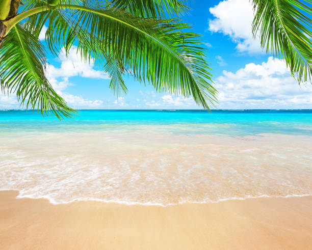 istock Coconut palm trees and blue sky and sea 932729092