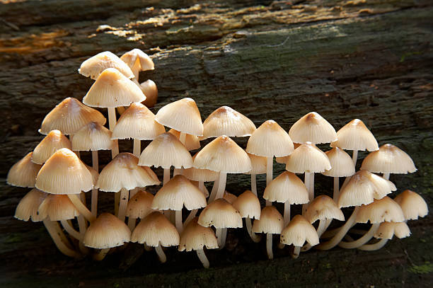 hongos crecimiento en la planilla de registro de - edible mushroom mushroom fungus colony fotografías e imágenes de stock