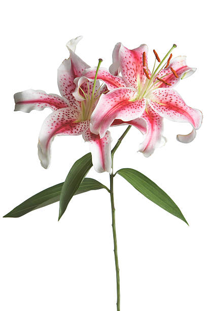 iso lirio estrella - lily pink stargazer lily flower fotografías e imágenes de stock