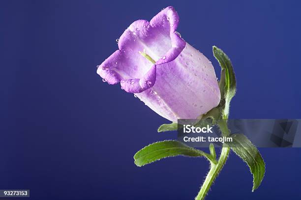 Campanula - Fotografie stock e altre immagini di Campanula - Fiore delle zone temperate - Campanula - Fiore delle zone temperate, Capolino, Close-up