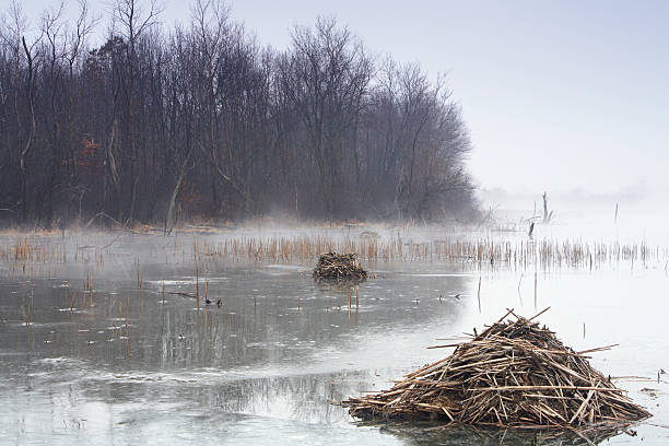 madriguera de castor - frozen cold lake reed fotografías e imágenes de stock