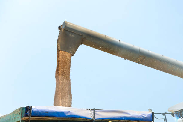 istock Combine harvester in action on wheat field, unloading grains 932734704