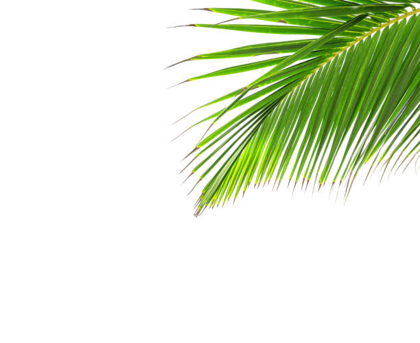 istock Green leaf of coconut palm tree 932735704