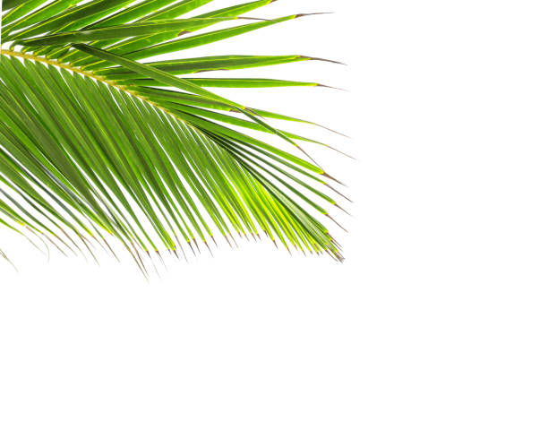 istock Green leaf of coconut palm tree 932736364