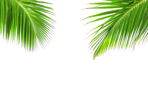 istock Green leaf of coconut palm tree 932736672