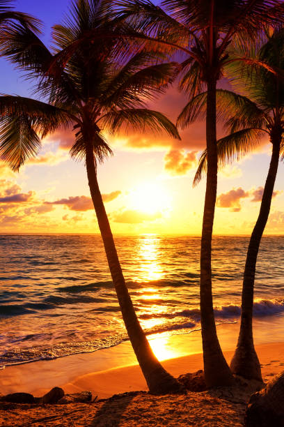 istock Coconut palm trees against colorful sunset 932737600