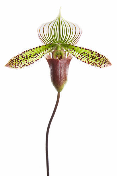 Paphiopedilum Orchid stock photo
