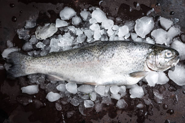 istock fresh fish. Trout with  lemon and spices on dark background. Cooking fish with herbs thyme. 932743666
