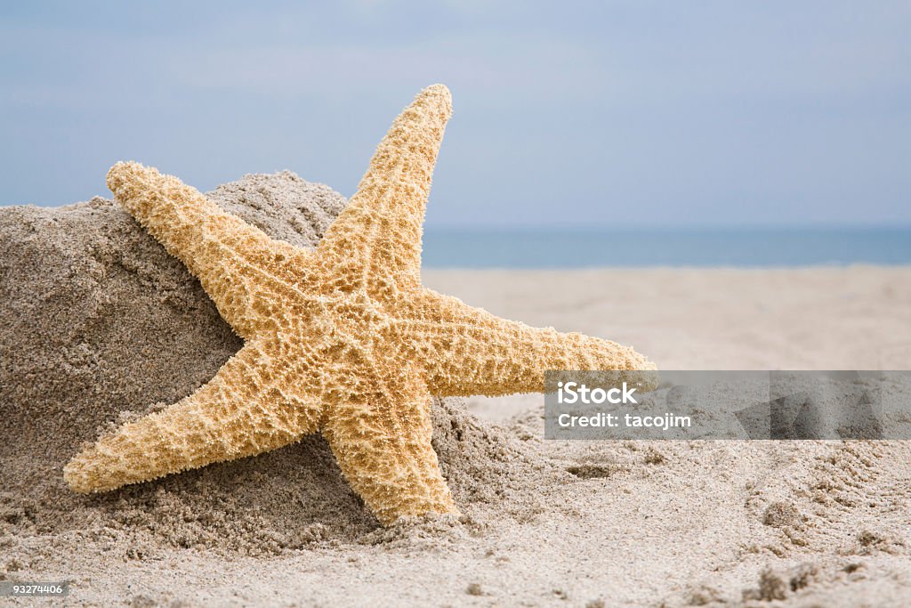 ヒトデのビーチ - カラー画像のロイヤリティフリーストックフォト