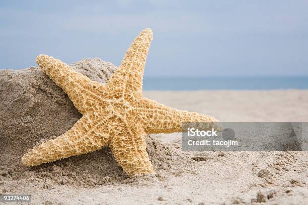 Морская Звезда На Пляже — стоковые фотографии и другие картинки Без людей - Без людей, Береговая линия, Вода