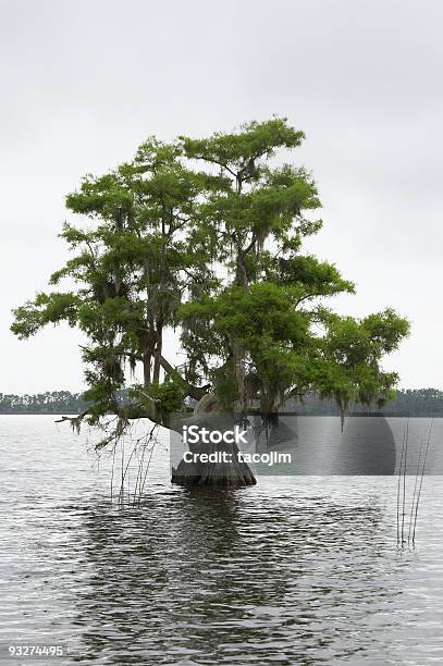 Atchafalaya Cyprys - zdjęcia stockowe i więcej obrazów Atchafalaya Delta - Atchafalaya Delta, Atchafalaya National Wildlife Refuge, Bagno