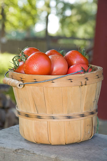 monte de tomate - tomato basket farm bushel - fotografias e filmes do acervo