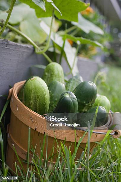 きゅうり - 籠のストックフォトや画像を多数ご用意 - 籠, 野菜, 野菜畑