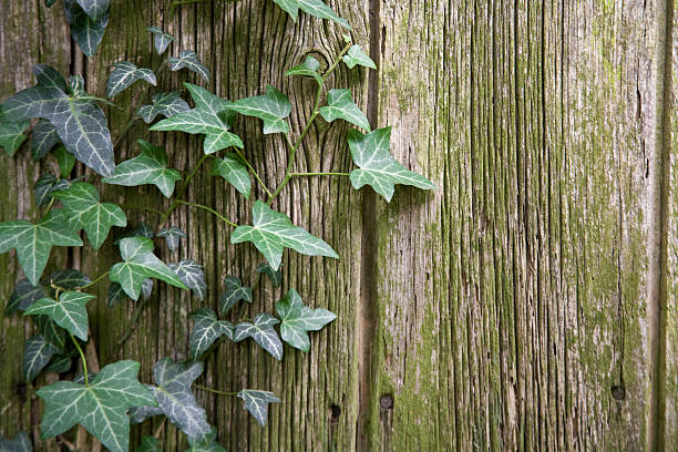 istock Ivy on Weathered Wood 93274712