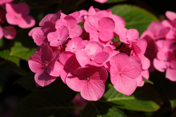 istock pink Flammenblumen (Phlox) 932747268