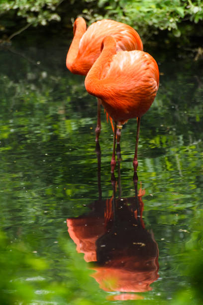 istock Red Flamingos in natural enviroment 932747280