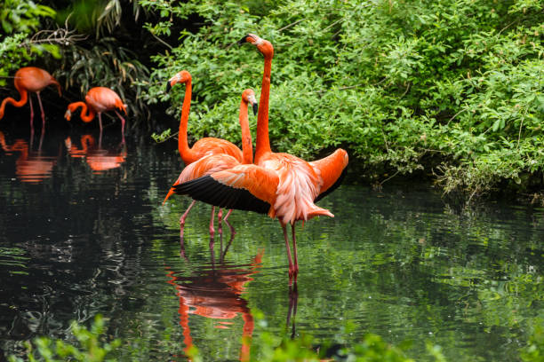 istock Red Flamingos in natural enviroment 932747330